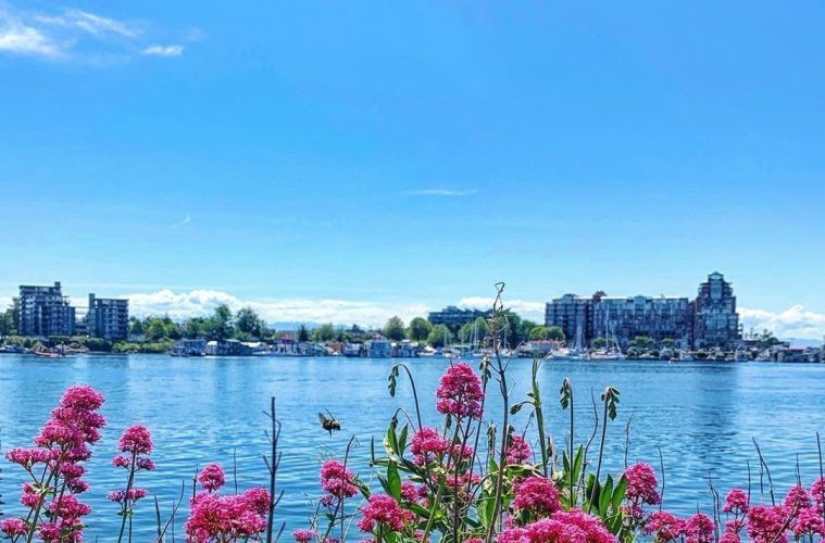 Victoria_Hype's tweet photo. 10 things to do in #VictoriaBC this weekend (June 7-9) https://t.co/w7t1nhcG2A https://t.co/Lu9wU8G2kv