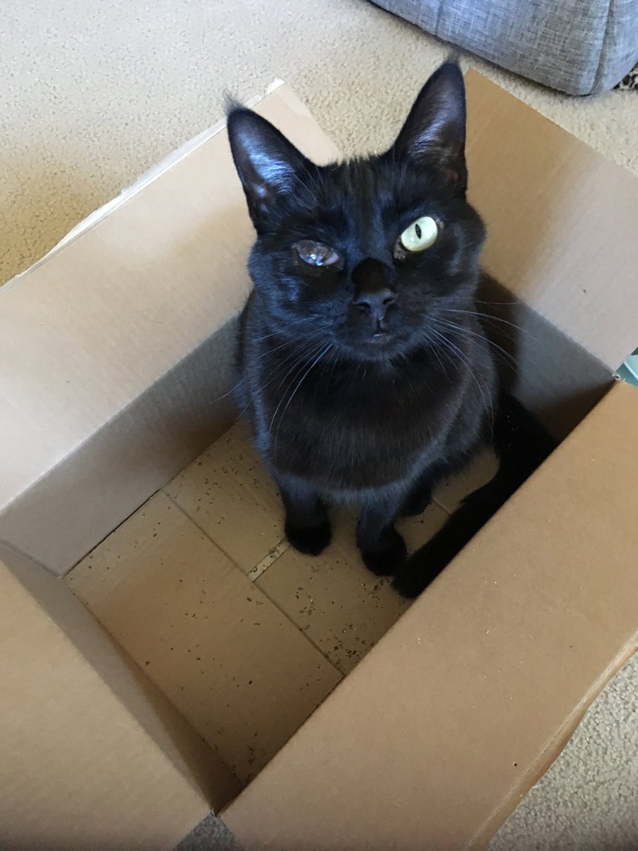 spookothecat's tweet photo. This is my box. No other box can compare. 😺📦

#CatsofTwitter #catsofinstagram #blackcats #blackcatsrule #halfblindcat https://t.co/U9mnMrlwEq