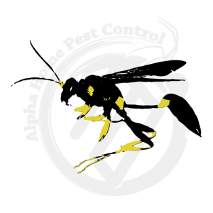 Did You Know?
#MudDauber #Wasp are known for hunting #Spiders such as #BlackWidows to feed to their #Larvae
alphahomepestcontrol.com/mud-dauber-was…