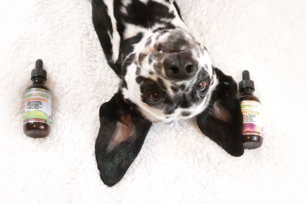 Friday mood 😌
📸 @corathedalmatian

💚Don't bother with low-quality, questionable supplements! Our clinically-approved, organic-certified product will help your four-legged friends reduce joint pain, enhance mobility and feel healthier and stronger after just a few days!