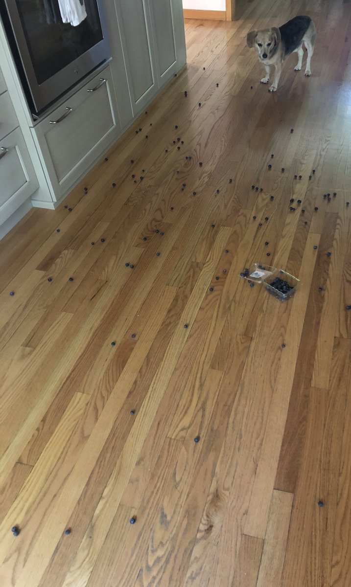 ohmygosh mom just dropped an entire carton of blueberries... this is the best day of my life 🤤 i don’t even know where to start... 😱 is this real life? #DogsOfTwitter #Dogs #FridayThoughts #DogLovers #Oops #OnlyAteAFew #FiveSecondRule