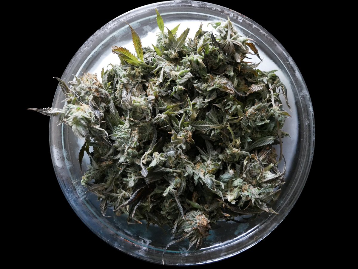 CooksCanna's tweet photo. Bowl of that #freshfrozen this morning! CannaCooks loving the idea of helping the med-heads. #HappyFriday https://t.co/zJg7yr8Hf2