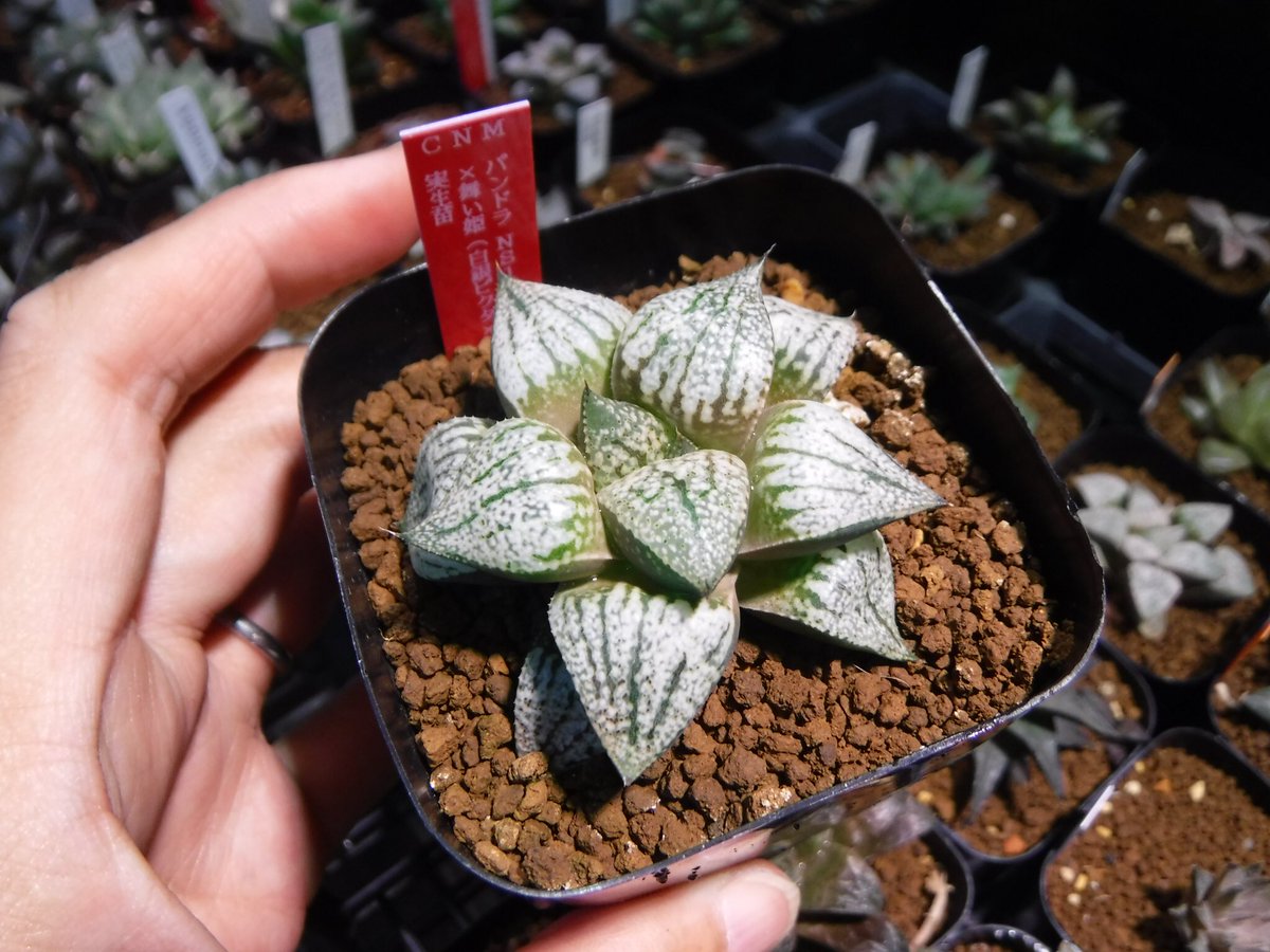 Green Note Since06 新着情報にハオルチア少しアップしました 本日熱帯魚もたくさん入荷予定です 今週末もどうぞよろしくお願いいたします