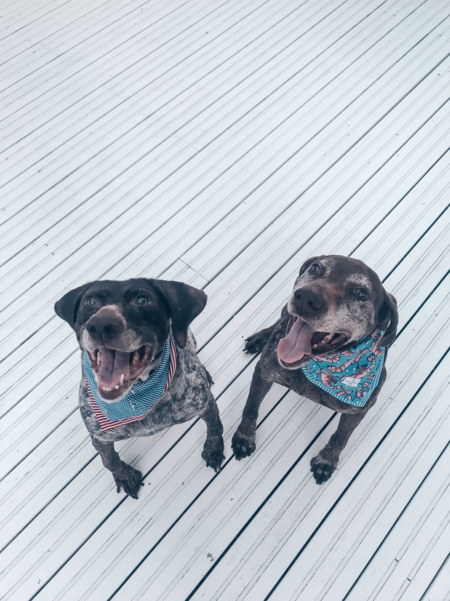 ETLSara's tweet photo. Finally got my dogs their #vineyardvinesfortarget bandanasπΆβ€οΈπΆπ³ https://t.co/NLI3WoK5v3