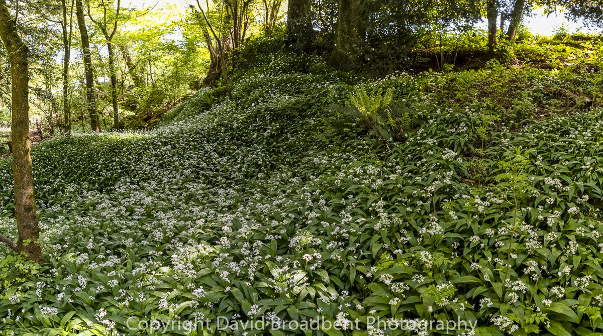 PuzzlewoodFOD's tweet photo. A few photos from the recent photograph course held here by @Davidf8. The next course is on 20th October and you can find out more details here: https://t.co/aDV4Ap0XLu #Puzzlewood #DeanWye #ForestOfDean #Gloucestershire #VisitBritain #DaysOutUK #OMGB #VisitEngland https://t.co/jG8Wv50xVL