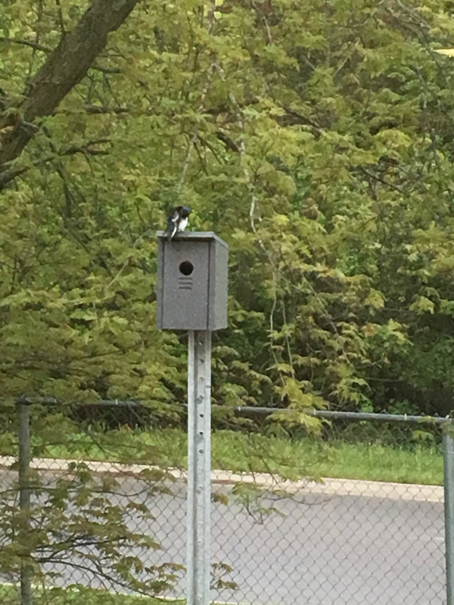 CleanRiverPR's tweet photo. Goodwood Public School has built and displayed Nest Boxes outside their classroom windows!! Students between grades 1 and 3 have enjoyed bird watching and researching the different types of birds that come to visit 🐦
#ProjectNestBox #BirdWatching #EcoSchools #SustainableCuties https://t.co/N7NwSAGaF5