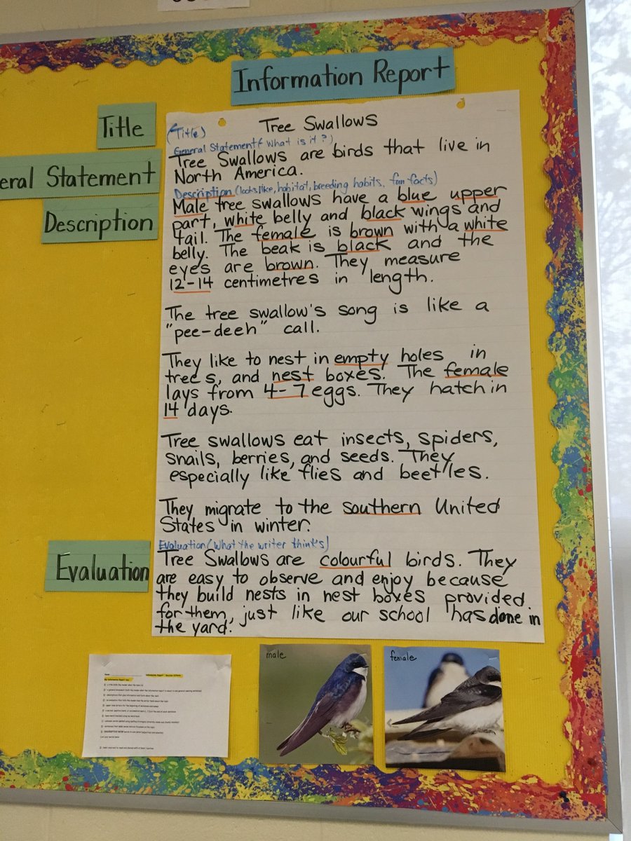CleanRiverPR's tweet photo. Goodwood Public School has built and displayed Nest Boxes outside their classroom windows!! Students between grades 1 and 3 have enjoyed bird watching and researching the different types of birds that come to visit 🐦
#ProjectNestBox #BirdWatching #EcoSchools #SustainableCuties https://t.co/N7NwSAGaF5