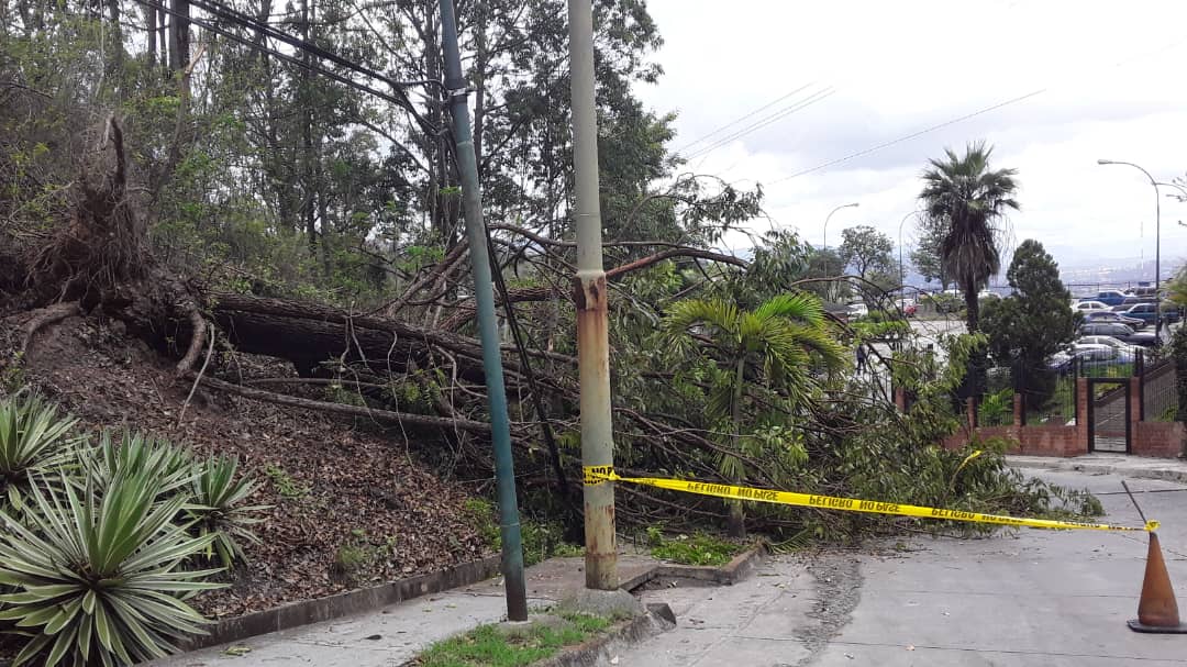 Dilviz's tweet photo. @CORPOELECinfo @salaprensaCantv por favor necesitamos ayuda de poda para este árbol que cayó sobre líneas electricas y cantv en la urb terrazas de Guaicoco en filas de mariche https://t.co/CMT7tuK843 https://t.co/seqrX1lasd