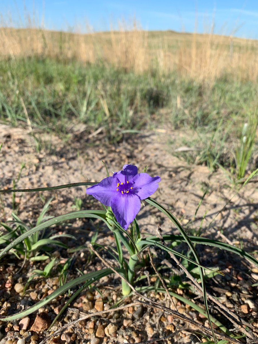 UNLRangeForage tweet media