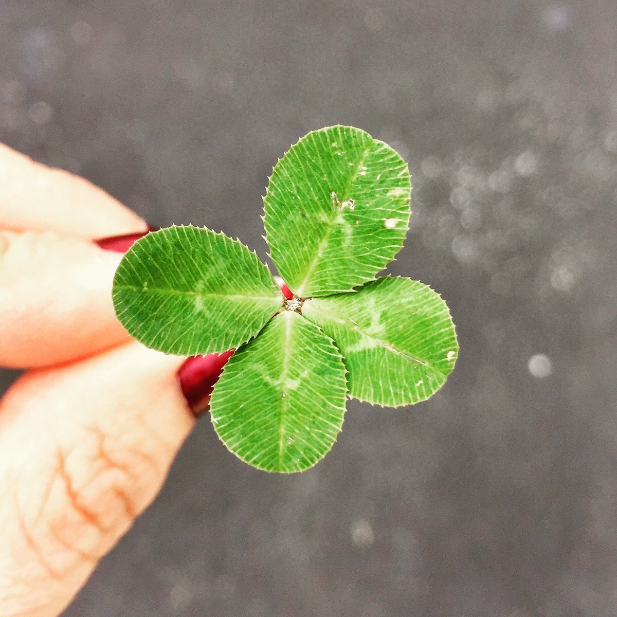 Indulgence Edmonton (@indulgenceyeg) on Twitter photo It's your lucky day! Indulgence is on Monday and there are a few tickets left. Join us and your #yegfood peeps! 15 stations and at one you'll taste what <a href="/redoxinn/">Red Ox Inn</a> can do with saskatoons from <a href="/PurpleGemFarms/">Purple Gem Farms</a> paired with a tasty sip from <a href="/EauClaireCraft/">EauClaireDistillery</a>. It's your lucky day! Indulgence is on Monday and there are a few tickets left. Join us and your #yegfood peeps! 15 stations and at one you'll taste what <a href="/redoxinn/">Red Ox Inn</a> can do with saskatoons from <a href="/PurpleGemFarms/">Purple Gem Farms</a> paired with a tasty sip from <a href="/EauClaireCraft/">EauClaireDistillery</a>.
