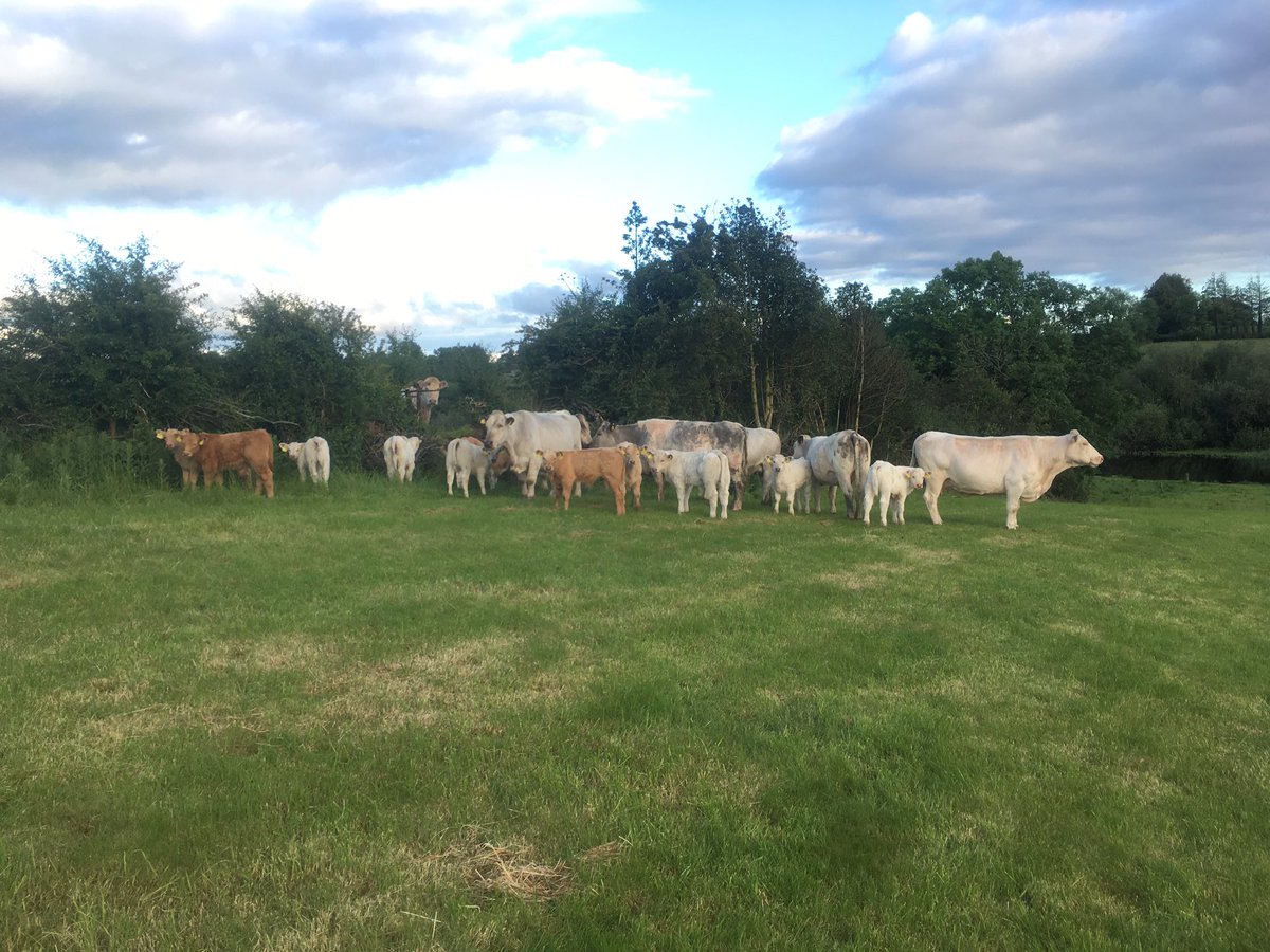 CrummySean's tweet photo. Annual herd test passed thanks be to God. It's great relief.
#BeefIsback on the menu. Livestock keep the rural economy running, not forestry.
#feckforestry #nextstopweanlingring https://t.co/ArE3nZTc2B