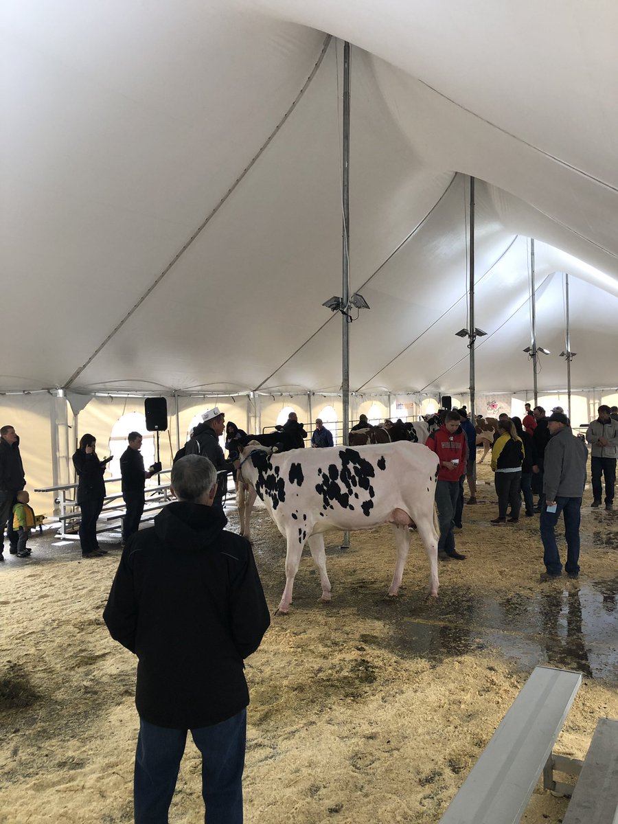 dairyherdhelper's tweet photo. Alberta Holstein Judging School underway this soggy Friday morning here in Leduc! She’s cold, and wet in here but nobody’s complaining! #muchneededmoisture #judgingschool #holsteinpassion #albertadairycongress https://t.co/LG6UcrQWLI