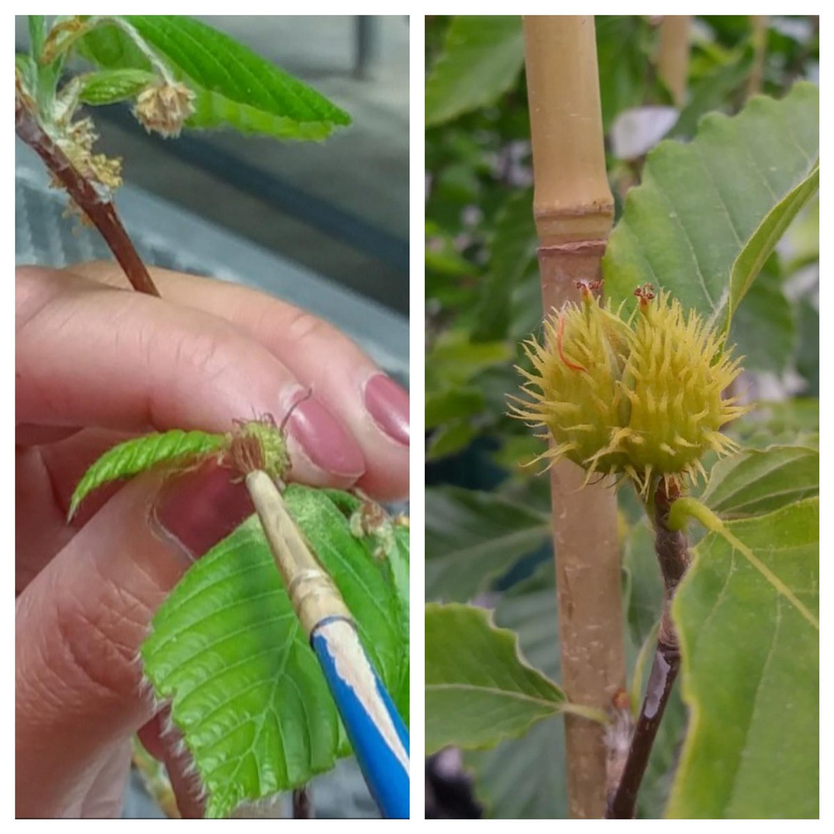 treebreederKoch's tweet photo. Six weeks after pollinations (left), beechnuts developing in containerized seed orchard of beech bark disease-resistant parent trees housed in a solar powered polyhouse. Fast, energy efficient, & safe (no climbing)! @usfs_nrs @MInvasives @MichiganDNR #treebreeding #treeresistance https://t.co/LFSBYmJWtZ