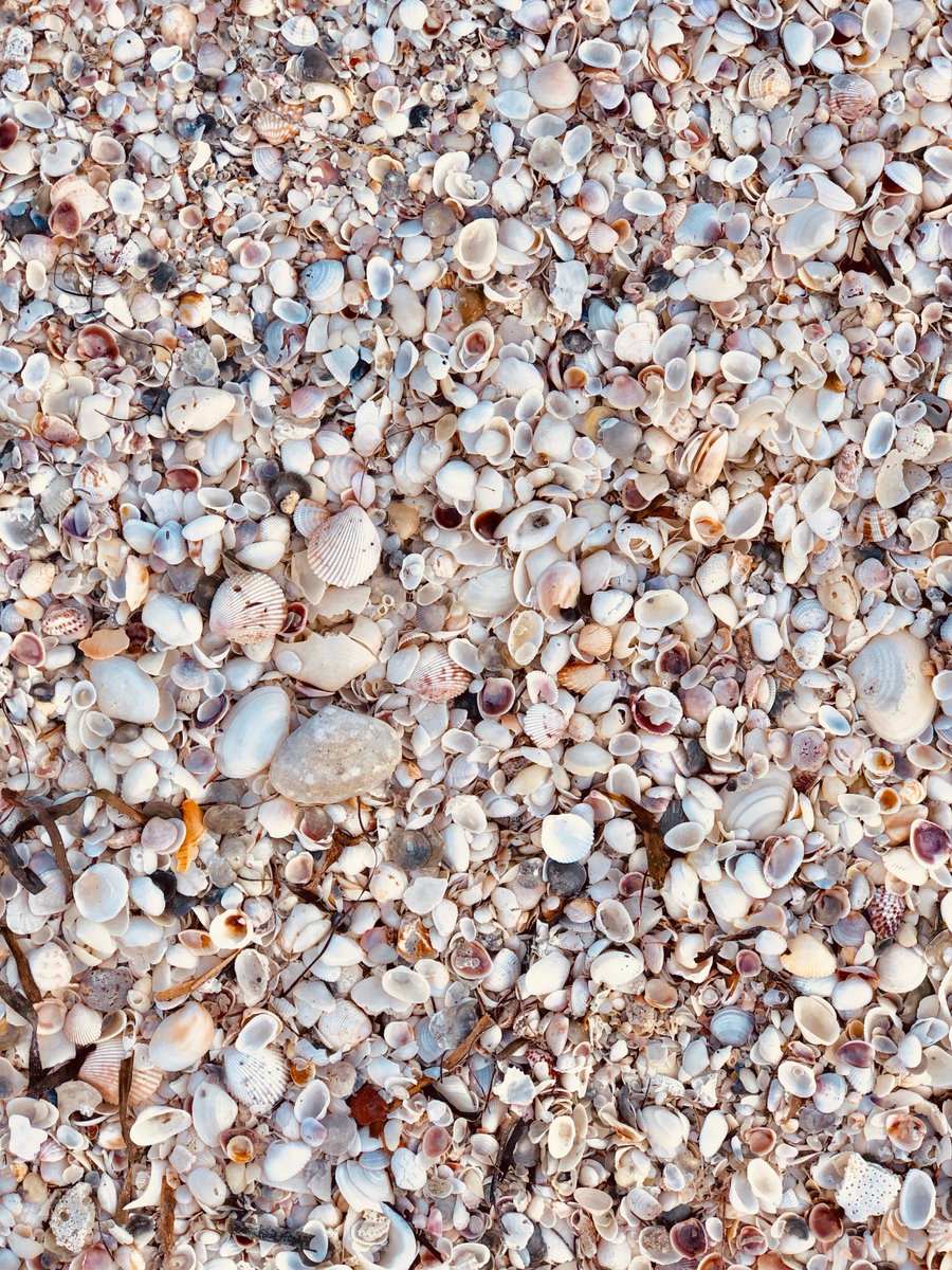 captivacruises's tweet photo. Shelling search and find! Who can find the Lettered Olive Shell in this picture? 🙂🐚
https://t.co/JBTkqRx3KO
#captivacruises #mccarthysmarina #oliveshell #cayocosta #cayocostastatepark #captiva #captivaisland #sanibel #sanibelisland https://t.co/Y4z1aAxx2C