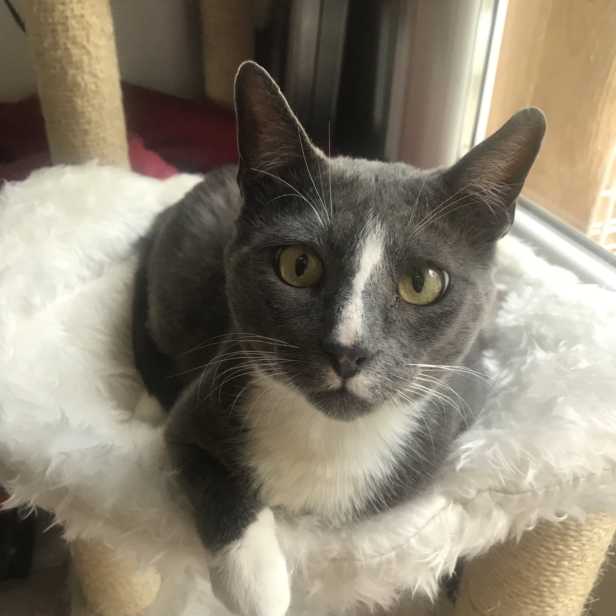 ASA06_'s tweet photo. Le beau DARIUS est à l’adoption !
Mâle - 4 ans - bavard et câlin. Famille avec un extérieur 🌳🍁🏡
Contactez-nous & partagez ! 🙏🏻
📞 par téléphone : 07 77 93 79 02
💻 par mail : adoptions@asa06.fr
#adoption #asa06 #chat #protectionanimale #adoptez #refuge https://t.co/pP00N2xswu