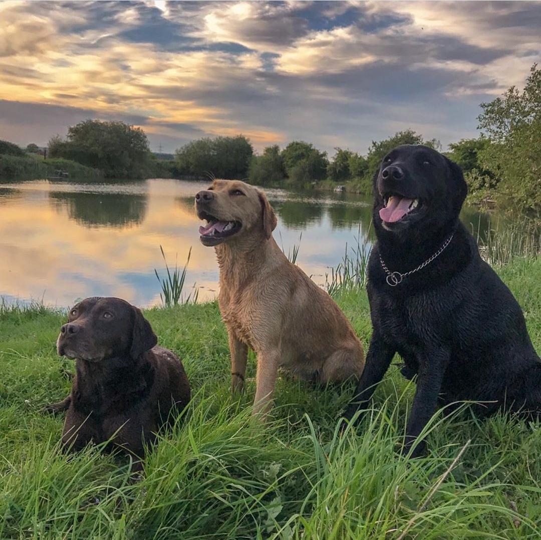 RealtreeDog's tweet photo. The Lab Collection #RealtreeDog
(📸 freddyandmable via Instagram) https://t.co/29ockTtlvk