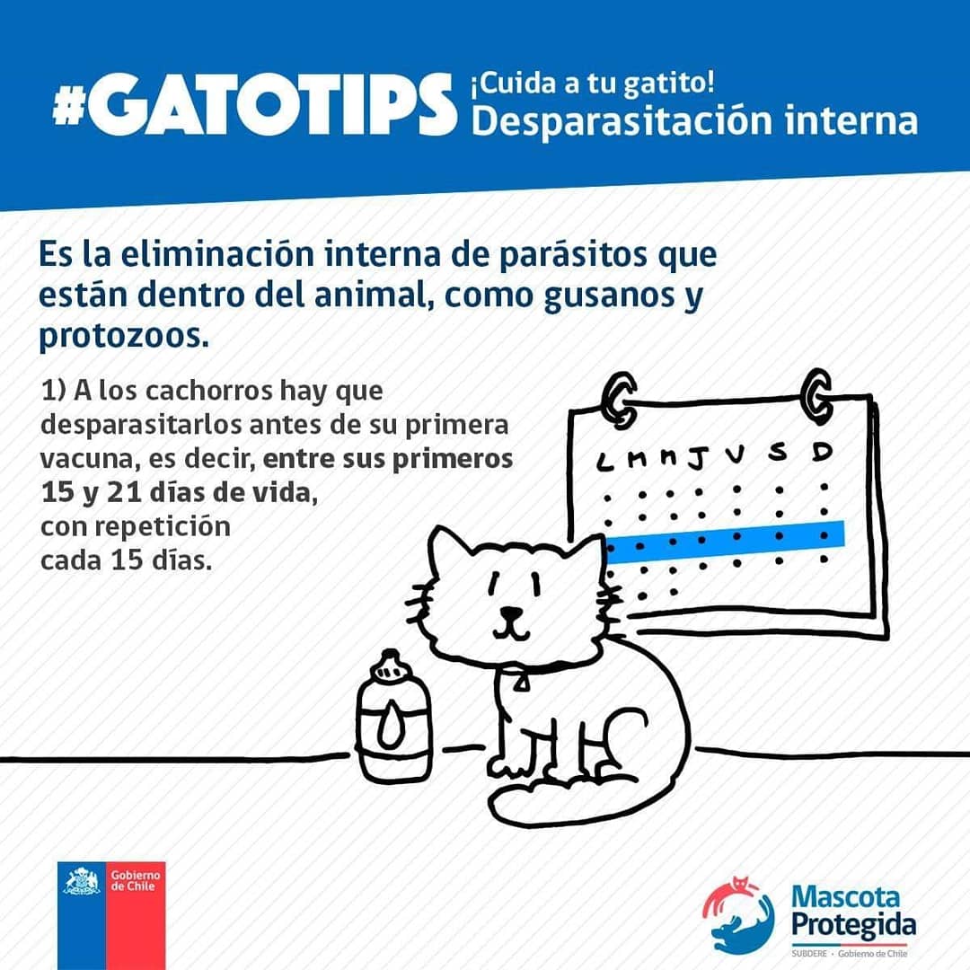 MascotaGob's tweet photo. Si eres dueño de un felino ten en cuenta que, para cuidar su salud, es indispensable que cumplas con su calendario de desparasitación. ¡También aplica para perritos! No pierdas de vista nuestros #GatoTips. 🐱 https://t.co/4M3eBuvpUJ