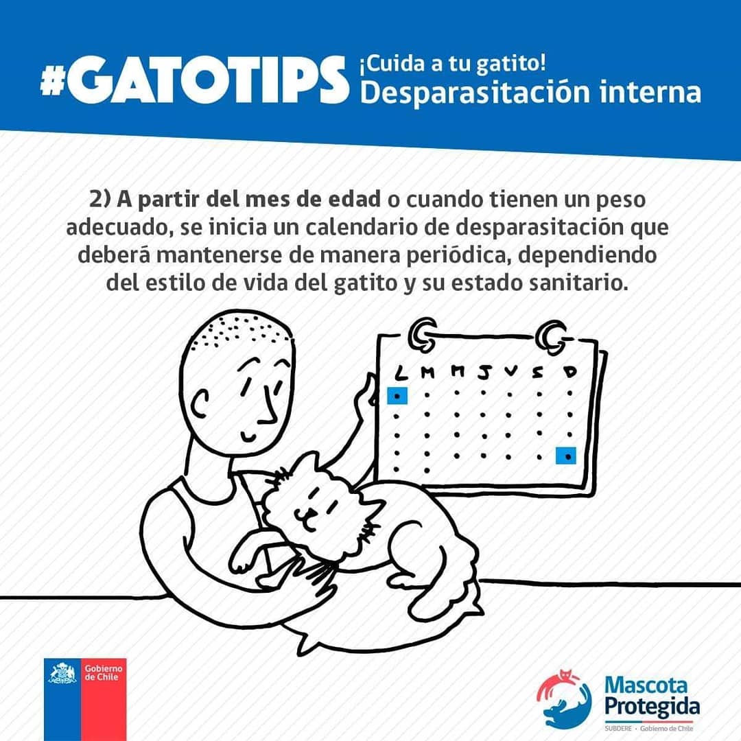 MascotaGob's tweet photo. Si eres dueño de un felino ten en cuenta que, para cuidar su salud, es indispensable que cumplas con su calendario de desparasitación. ¡También aplica para perritos! No pierdas de vista nuestros #GatoTips. 🐱 https://t.co/4M3eBuvpUJ