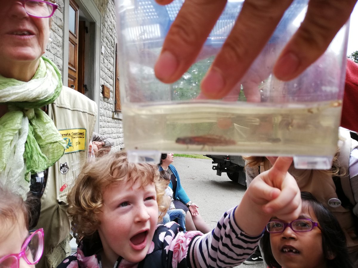 DREAm_Italia_EU's tweet photo. #LifeESC360 and #LIFEWetFlyAmphibia monitoring biodiversity in #Natura2000 network and reintroducing tadpoles of Apennine yellow-bellied toad with 200 children of the schools of the Tuscany side of the #forestecasentinesinationalpark under the #LIFELogo
@LIFEprogramme https://t.co/kWyxksfgBg
