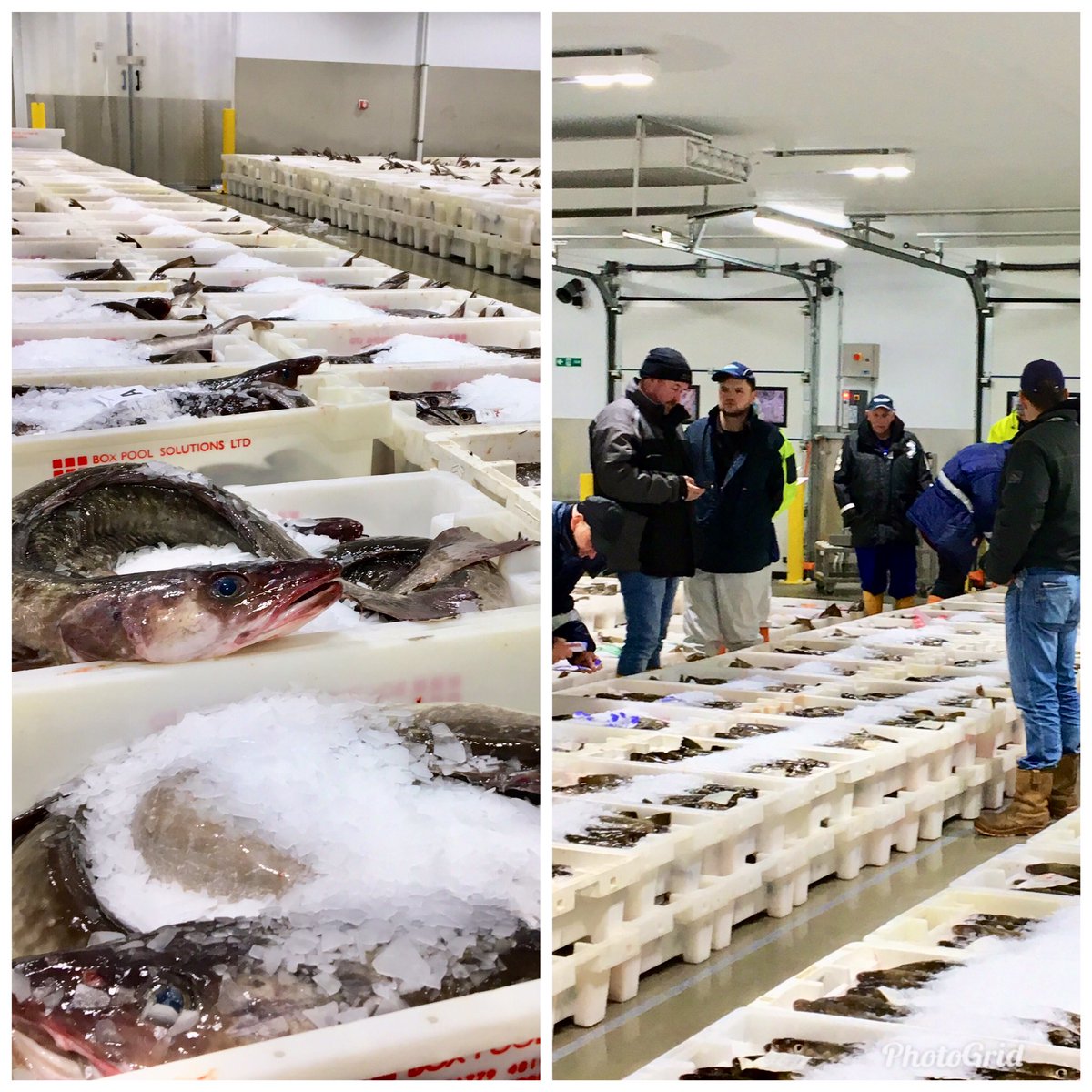 Ali_S_T_Ali's tweet photo. In #Aberdeen. Interesting day visiting @PeterheadPort touring Europe’s biggest #fishmarket, then #SeafoodEcosse &amp; finally to @anmgroup to view #livestock auctions! Met with &amp; presented to some fantastic #seafood &amp; #drinks companies from #NorthEast on opps in the #UAE #MiddleEast https://t.co/F6EMT15oTU