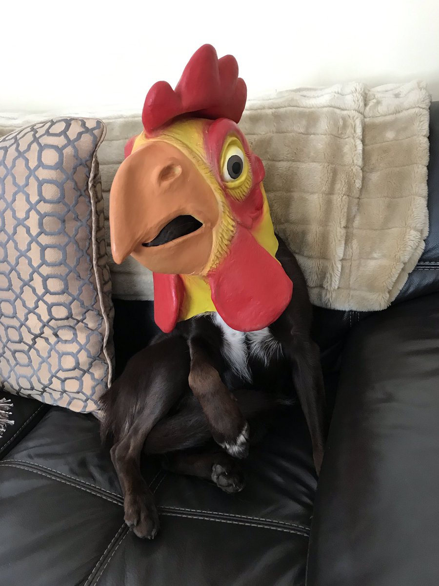 KelpieSal's tweet photo. I’m not really a chicken! #kelpies you can do anything with them!!! https://t.co/cPOIEzqxo7