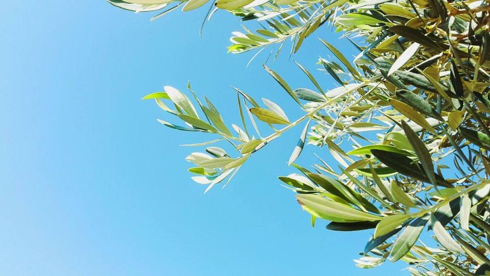 TwilightVisuals's tweet image. Hannah is back exploring the beautiful Island of Cyprus. Neither of us can wait to see the stunning shots she captures. We really love being in nature and love capturing it even more so, if we love the shots we tend to share them with you!🌿 ☀️ 
#twilightvisuals #olivetree