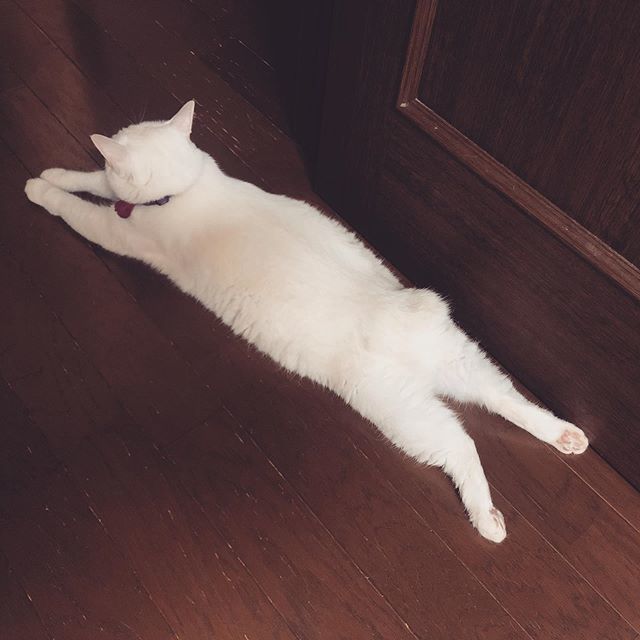 caracatcafe's tweet photo. 今夜は蒸し暑いもんね
#伸び猫
#あーちゃん
#AMO #白猫
#変猫
#保護猫
#ねこのいる暮らし #ねこのいる生活
#cat #catsofinstagram #instacat #sweetcatshub
#猫 #ねこ #ネコ #猫カフェ #caracatcafe #箕面 #北摂
#cccs03a https://t.co/fdIUVXS4N7