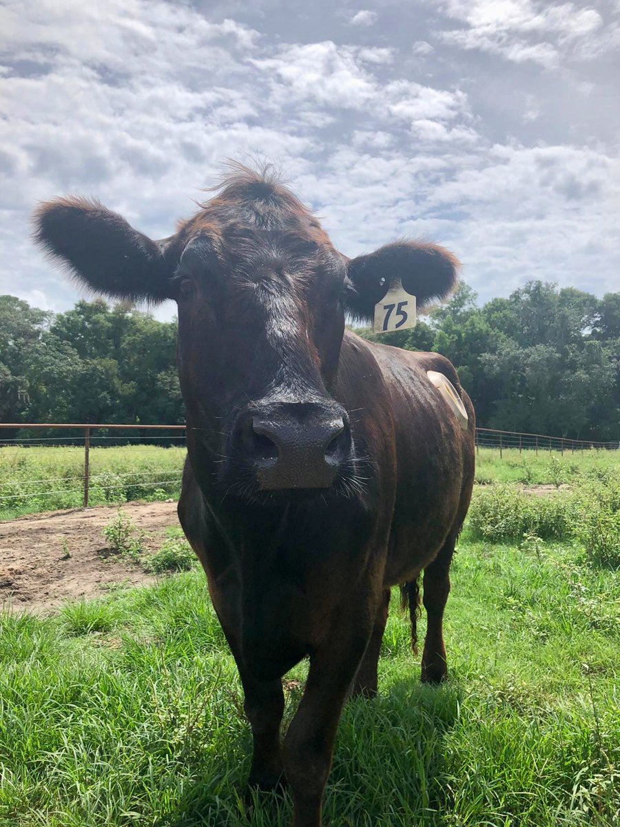 FaciolaLab's tweet photo. We’ve got #BEEF We are excited about our new beef cattle study, investigating the roles of probiotics during ruminal acidosis. 🐂🥩 #UFansci 🐊 @UFCALS @UF_IFAS @UF @hfmonteiro_UF #GoGators https://t.co/5GuM83xrHd