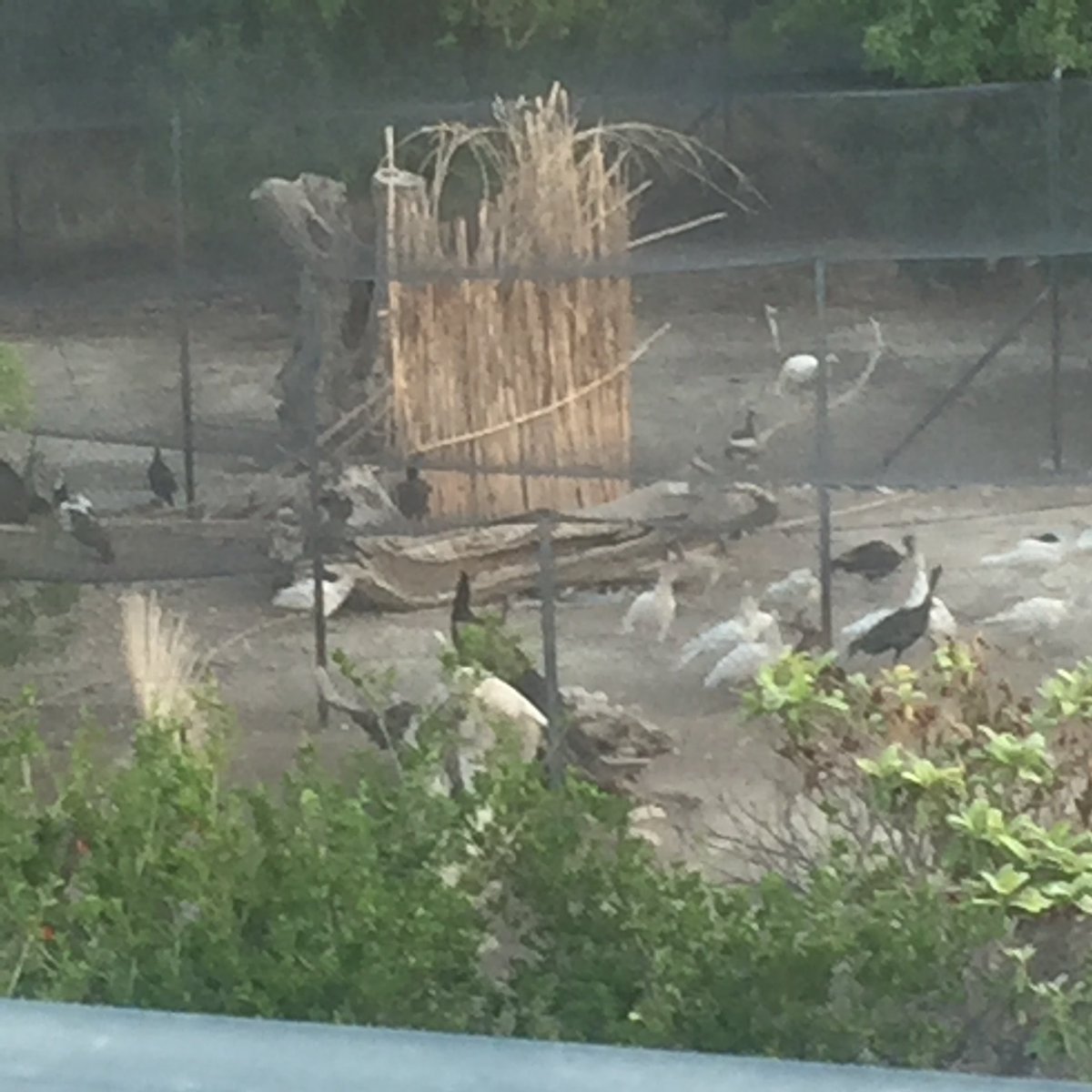 dibbdibb tweet media