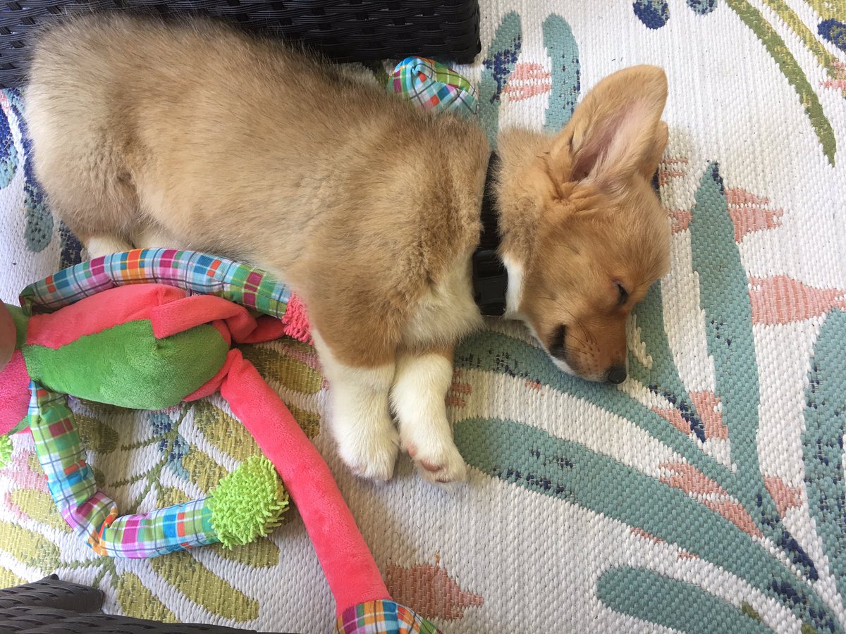 It took me several years to think about a new one after our Corgi, Sadie,  passed on. But, here she is-my new baby, crashed on the porch after a morning romp around the yard! A sweet, energetic 10 week old named Sophie.❤️❤️#corgisarethebest, #youlightupmylife