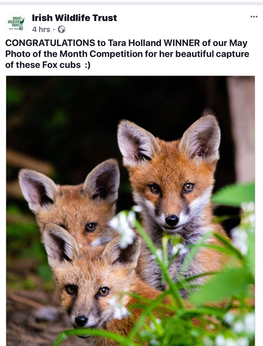 What a beautiful photo.❤️#ballyhoura #irishwildlifetrust #outdoorclassroom #Omnivore #vixen