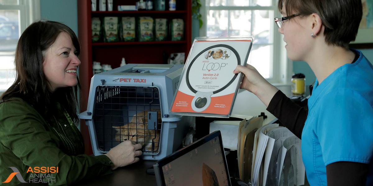 purringtonpost's tweet photo. Pain in cats is hard to recognize and treat. The Assisi Loop® makes it easy for pet owners to bring the healing home with a drug-free treatment option. Learn more here => https://t.co/uLBDIAqgFn https://t.co/CFWlIQvYdt