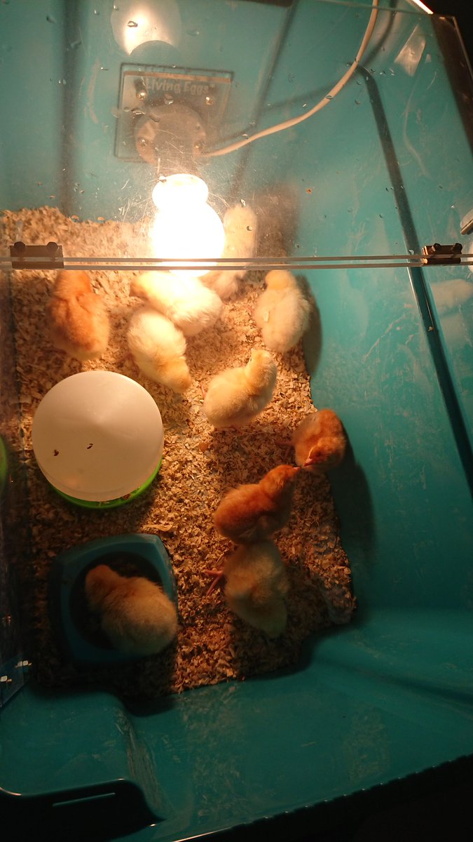 LozellsCM's tweet photo. Welcome home for the weekend chicks 🐥 I will take my motherly duties very seriously #chicksitter #mummyfortheweekend https://t.co/J5Y3XHAxV9