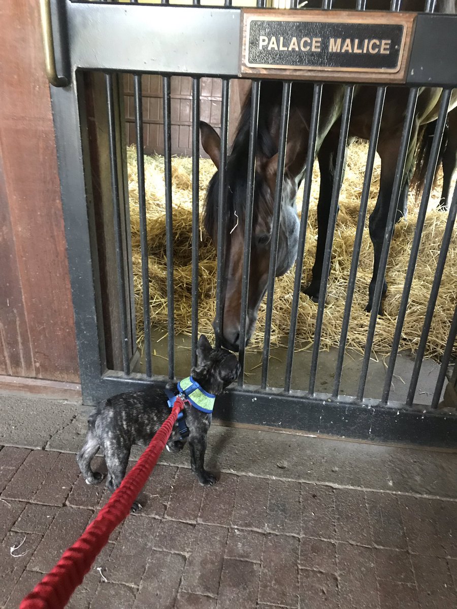 13thoroughbreds's tweet photo. Since itโs @BelmontStakes weekend, took Arlo to the stallion barn to meet Palace Malice, who won the race in 2013 and now stands here @Three_Chimneys. Both boys were very well behaved and even shared a mint :) #PalaceMalice #BelmontStakes #ThreeChimneysFarm #IAmHorseracing https://t.co/vI4np1wpTA