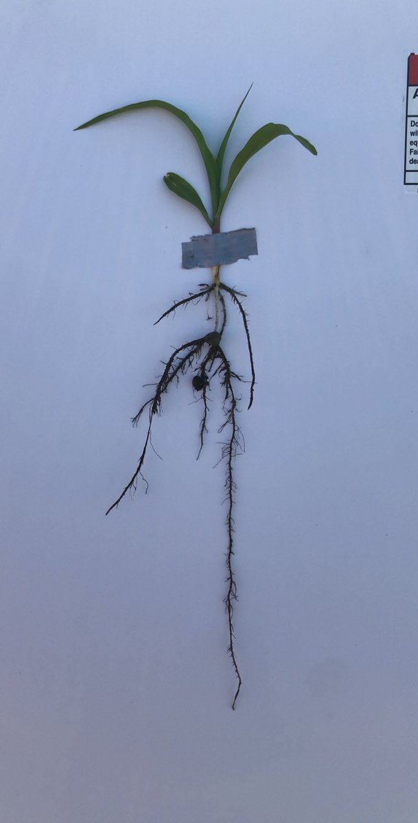 HeftySeedTRF's tweet photo. H3712 off to the races! Excellent stands and early emergence being reported. #heftybrandcorn #HeftyComplete https://t.co/BcxmwRRIO8