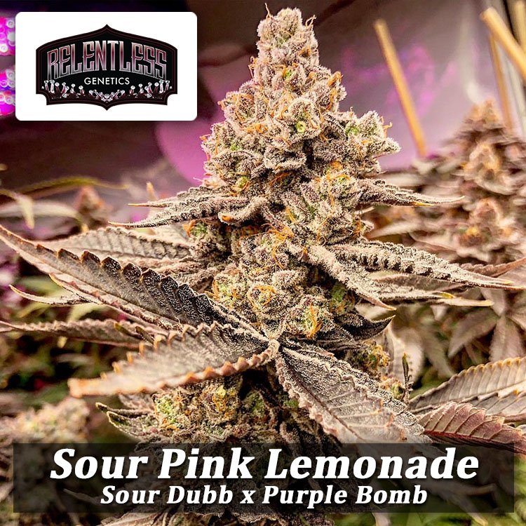 MadeSeeds's tweet photo. Sour Pink Lemonade: Sour Dubb x Purple Bomb

 #SourPinkLemonade  #SourDubb x #PurpleBomb #relentlessgenetics #cannabiscommunity #dank #GrowYourOwn #SeedBank #CannabisSeeds #cannabisseedsonline #seedbankorder #seedtoweed #healthymadeseeds https://t.co/0uHgraIEUZ