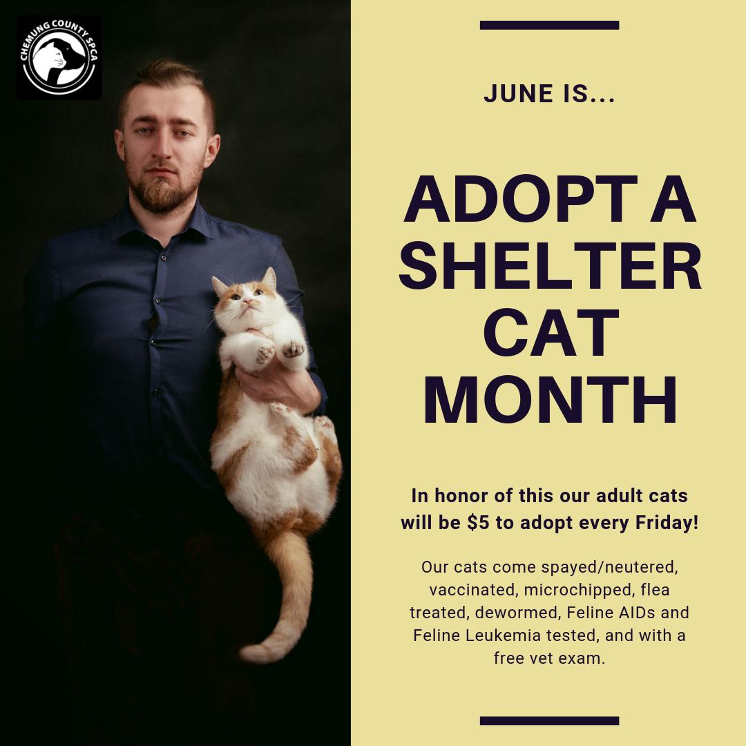 June is #adoptasheltercatmonth 
We are currently running our $5 Feline Friday special in honor of this. See our available kitties here: chemungspca.org/available-cats…