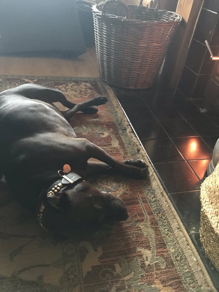 ClaireL89148526's tweet photo. Flaming June????? Flaming log burner - he’s been whining for it to be lit ! Won’t moan though it’s cold !! @IStaffys @Staffie_Lovers #hothog #Staffie https://t.co/MCfBWzV7Ac