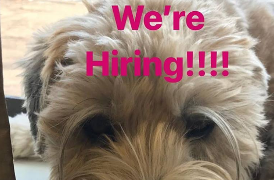 CosAutosmith's tweet photo. Part-time to start General Services Tech.
Mornings. Will need experience and your own tools.
https://t.co/FIx4xdI1aa
(719) 634-4800
#Coloradojobs #lubetech #automotivejobs #hiring #ColoradoSpringsjobs #autosmith https://t.co/8laqXNYGmB