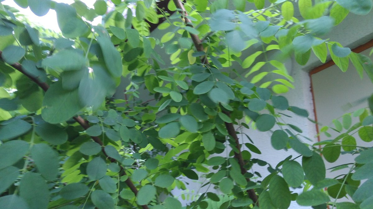 EvaGlattau's tweet photo. #Robinien wurden vor über 400 Jahren aus Nordamerika eingeführt, gelten als invasive Pflanzen, haben lange spitze Dornen an den Zweigen und sind für Mensch und Tier stark giftig. #Waldpädagogik https://t.co/3BQFtC3bWl