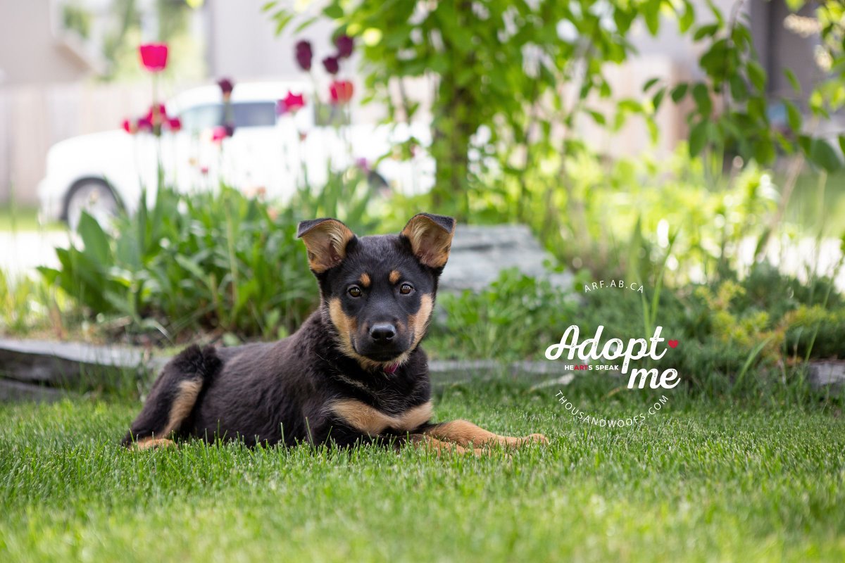 ARFAlberta's tweet photo. Looking for a fur-ever friend? We'll have Shadow, Aspen, Lenny, Leona, and Nola – as well as a few new puppies at the Chinoook Petsmart tomorrow from 1pm to 3pm. Speak with our knowledgable volunteers about our adoption process. #AdoptDontShop #animalrescue #yyc https://t.co/2za3aSa1MI