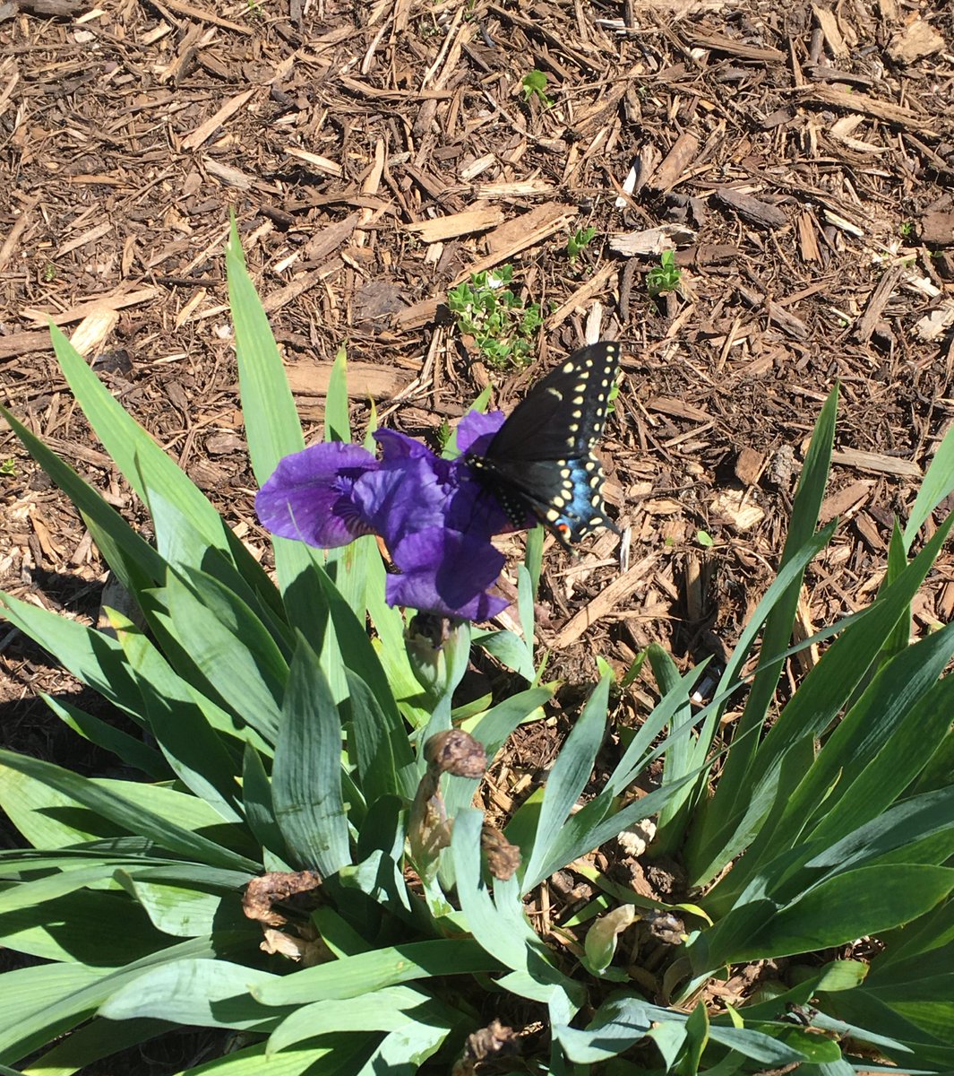 MrsTaylorgrade1's tweet photo. We discovered  that our school’s butterfly garden is a success!!! @allistonunion @LongthorneJess @SCDSBey https://t.co/wtFw1AaUI5