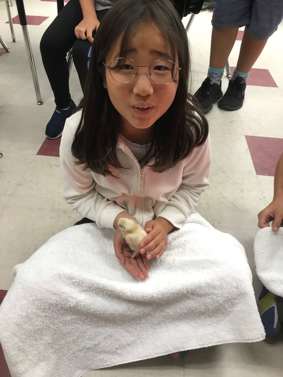 saundersroom's tweet photo. Baby Chicks!!
#Dmusd #SycRidge https://t.co/0FteQSDHoO