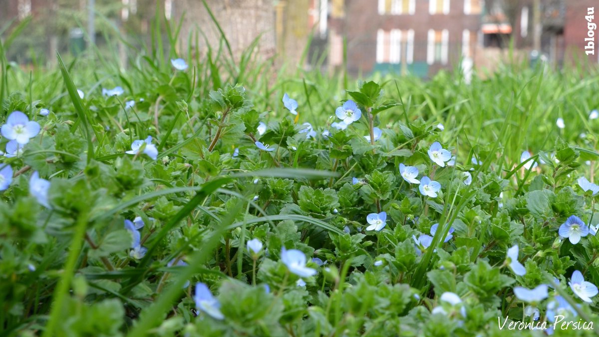 I like seeing these little birdseye flowers💙
.
#VeronicaPersica
.
#birdeyespeedwell #blueflower #bluewildflowers #flowersmakemehappy #littleflower #Milano #springblossoms #tinyflower #VeronicaComune #wildflower #wildflowerseason 
.
#1blog4u #GabriellaRuggieri #blogger #mypicture