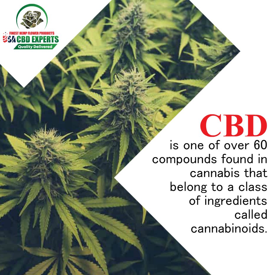 experts_cbd's tweet photo. CBD is one of over 60 compounds found in cannabis that belong to a class of ingredients called cannabinoids. 

#usacbd #cbd #cannabis #hemp #hightimes #cbdvape #dabs #cbdheals #life #dank #organic #cbdcommunity #natural #healthandwellness https://t.co/4TA7gKxwHg