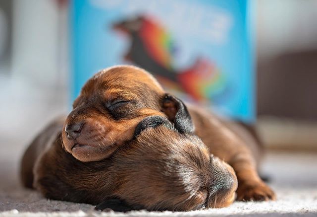 mackerelskygame's tweet photo. I can’t even... #😍 #omgcute https://t.co/Cb76kl2cER https://t.co/BHyMNMqBXp
