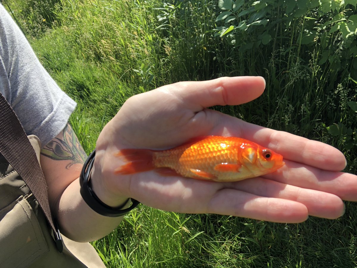 Found a lot of these in a pond today. Do NOT release your pets. 1) They will probably die a horrible death & 2) if they don’t they can establish (as many #carp sp. have) & harm the native ecosystem. #invasionbiology #invasivespecies #responsiblepetowner