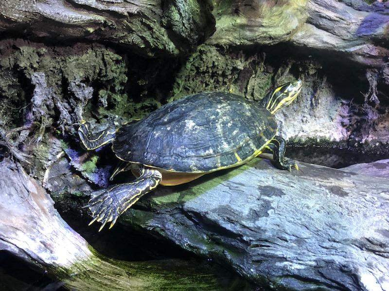 NCAquariumatPKS's tweet photo. #TurtlePose of the day! Found this river cooter posing on one of the logs in Beaver Dam Creek habitat. #TurtleYoga #FridayFeeling
📸 Joann Yue NC Aquarium Aquarist https://t.co/Z6HTTXiizC