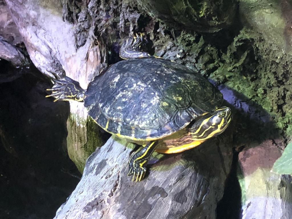 NCAquariumatPKS's tweet photo. #TurtlePose of the day! Found this river cooter posing on one of the logs in Beaver Dam Creek habitat. #TurtleYoga #FridayFeeling
📸 Joann Yue NC Aquarium Aquarist https://t.co/Z6HTTXiizC