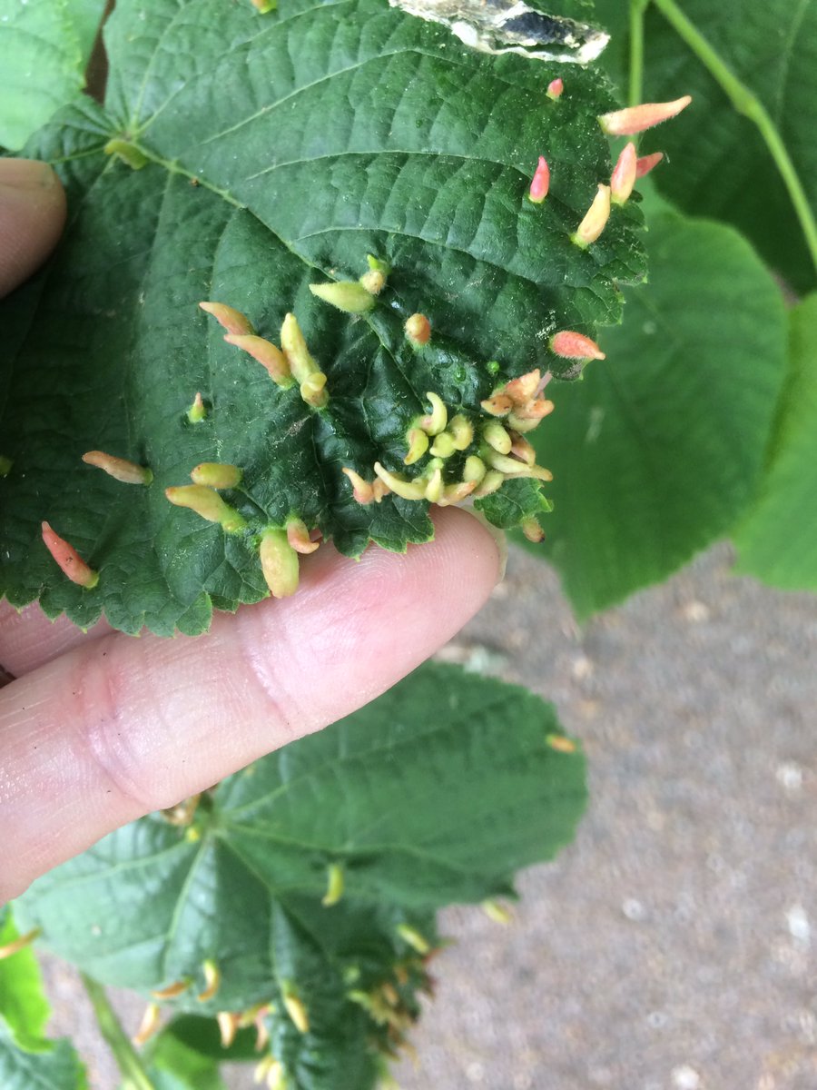 shotbert's tweet image. One for you @wjrpbp I believe that Eriophyes tiliae is a mite that forms the lime nail gall or bugle gall.